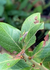 Agapostemon virescens