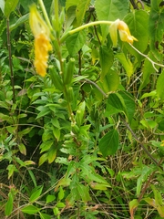 Oenothera