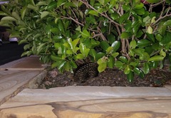 Tachyglossus aculeatus