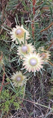 Protea scolymocephala