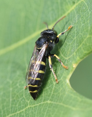 Bembecinus tridens