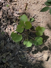 Vitis amurensis