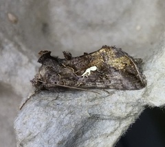Autographa precationis
