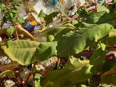 Phytolacca americana