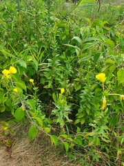 Oenothera
