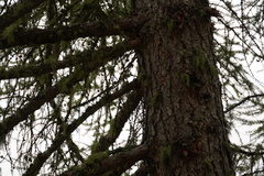 Larix decidua