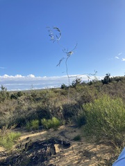 Acacia signata