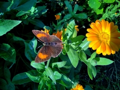 Thecla betulae