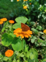 Thecla betulae