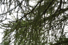Larix decidua