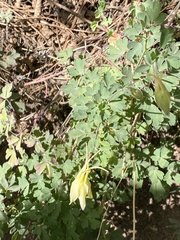 Aquilegia chrysantha