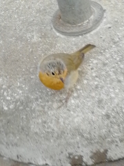 Erithacus rubecula