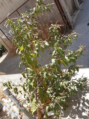 Phytolacca americana