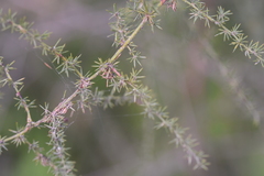 Asparagales