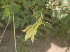 Aquilegia chrysantha