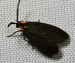 Acoloithus falsarius