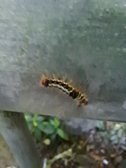 Lymantriinae