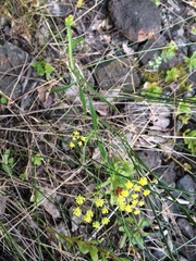 Bupleurum scorzonerifolium