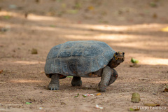 Chelonoidis carbonarius