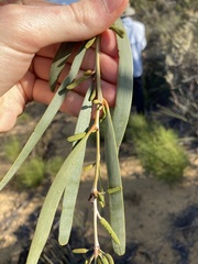 Acacia signata