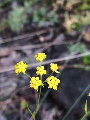 Bupleurum scorzonerifolium