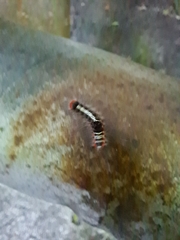 Lymantriinae