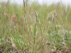Sporobolus pumilus
