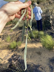 Acacia signata