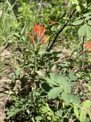 Castilleja miniata