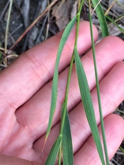 Bupleurum scorzonerifolium