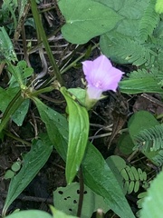 Ipomoea triloba
