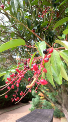 Prunus lusitanica