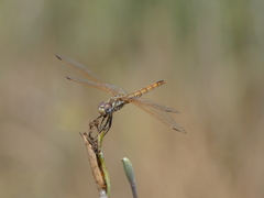 Trithemis annulata