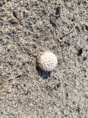 Lycoperdon marginatum