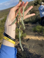 Acacia signata