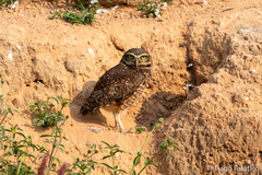 Athene cunicularia