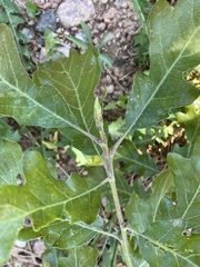 Quercus gambelii