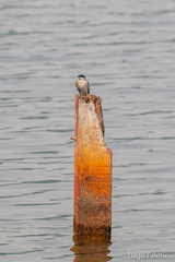 Tachycineta albiventer