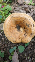 Lactarius