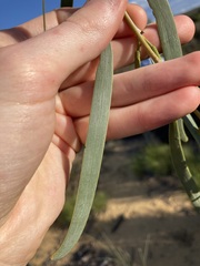 Acacia signata