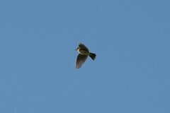 Alauda arvensis arvensis