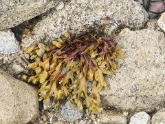 Fucus spiralis