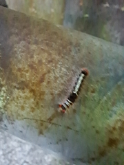 Lymantriinae