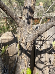 Quercus gambelii