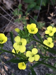 Erysimum flavum