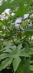 Ricinus communis