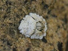 Semibalanus balanoides