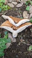 Lactarius