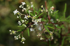 Zieria laxiflora