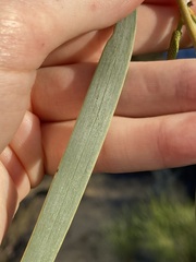Acacia signata